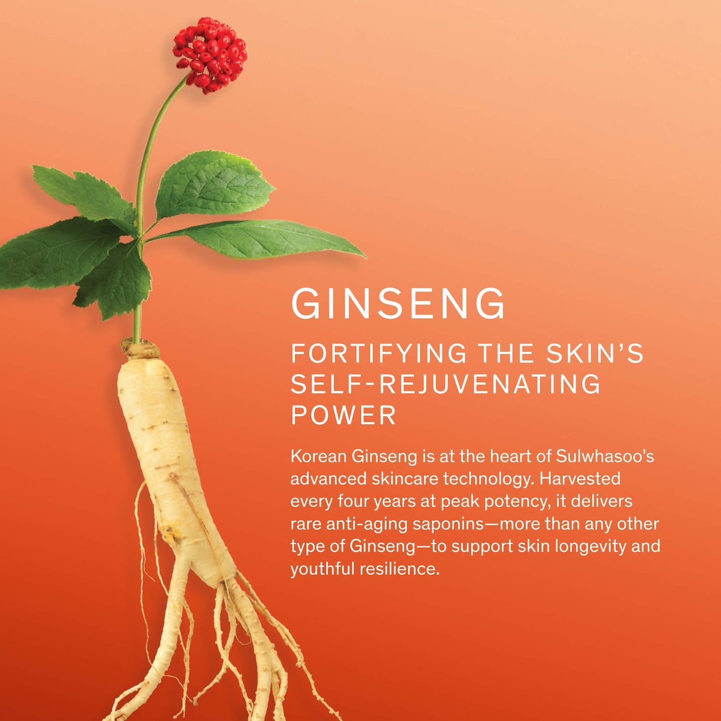 Sulwhasoo Qinseng Canlantırıcı Göz Kremi Anti-Yaşlanma Formulası